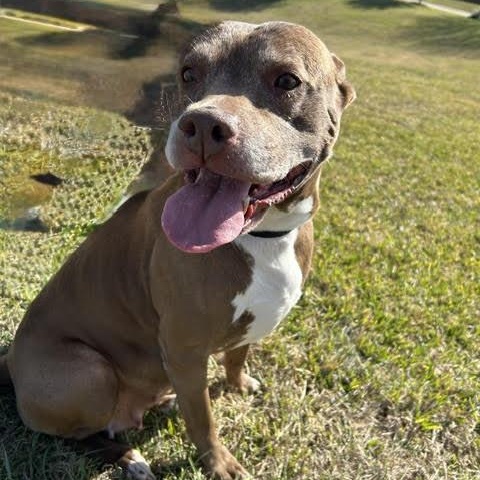 Enlarge Sienna, a Adoptable American Staffordshire Terrier in Alden, NY image 6/6