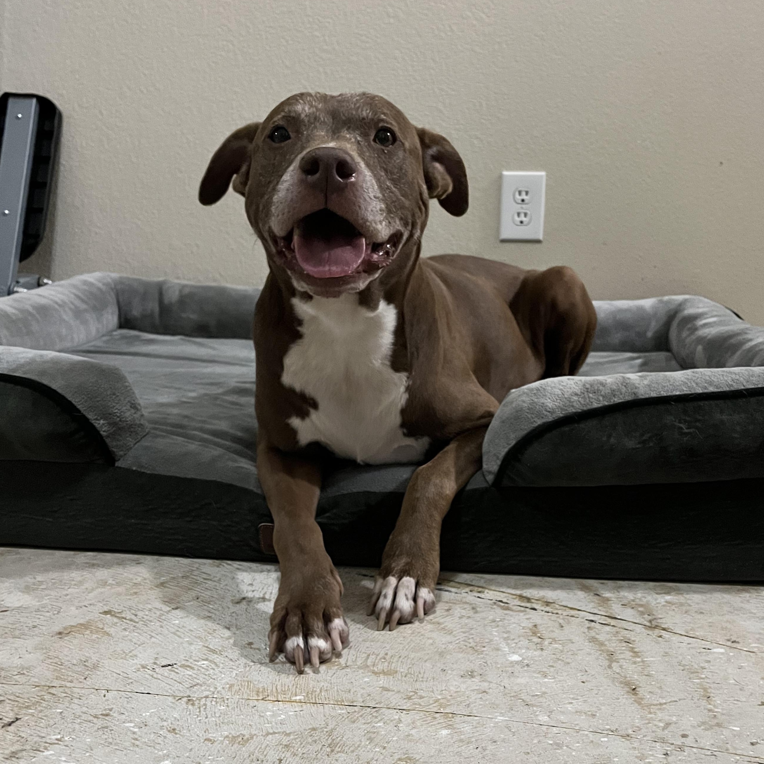 Enlarge Sienna, a Adoptable American Staffordshire Terrier in Alden, NY image 3/6