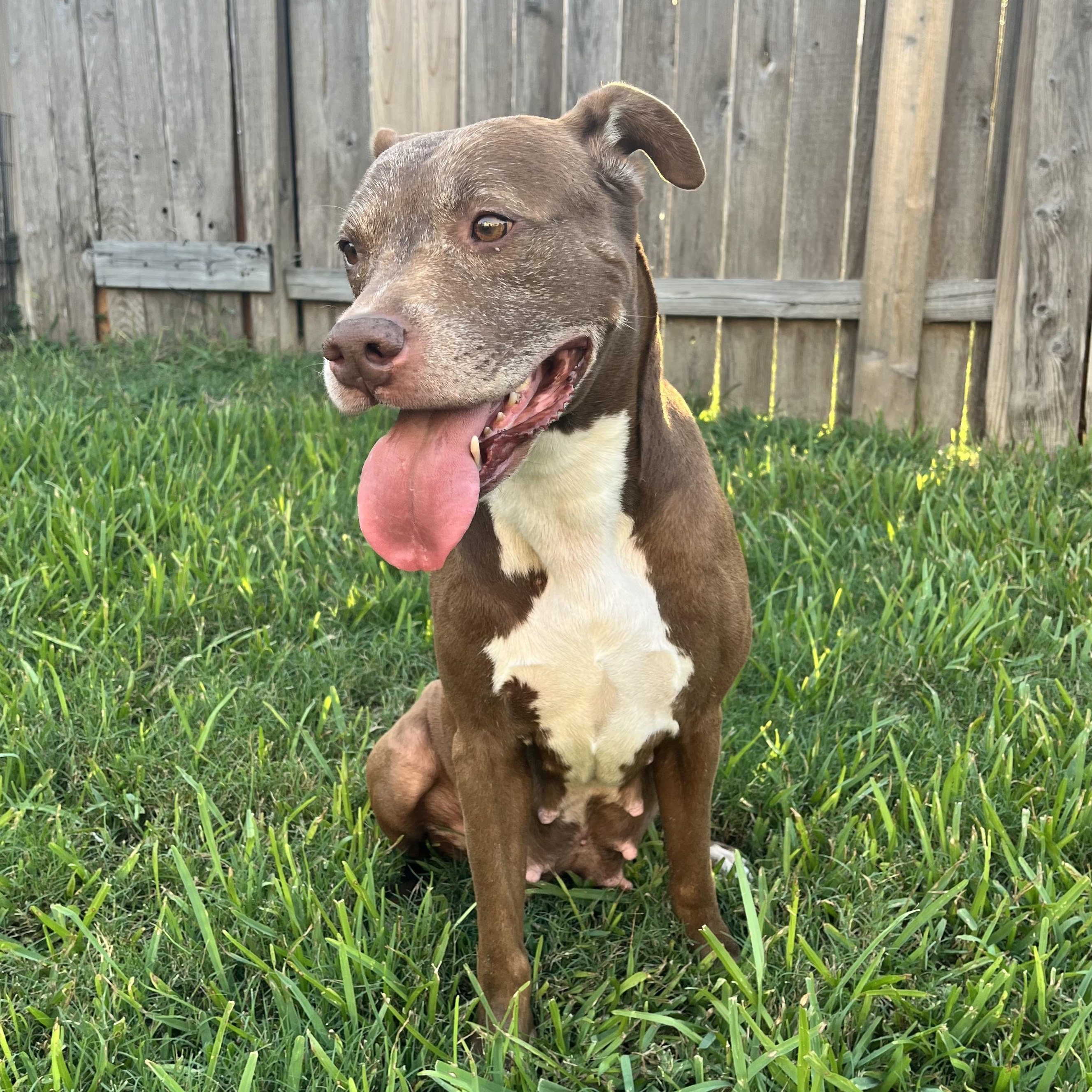 Enlarge Sienna, a Adoptable American Staffordshire Terrier in Alden, NY image 5/6