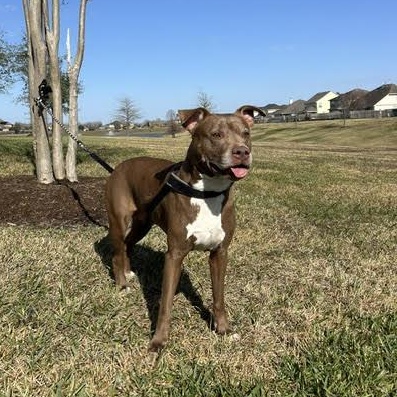 Enlarge Sienna, a Adoptable American Staffordshire Terrier in Alden, NY image 4/6