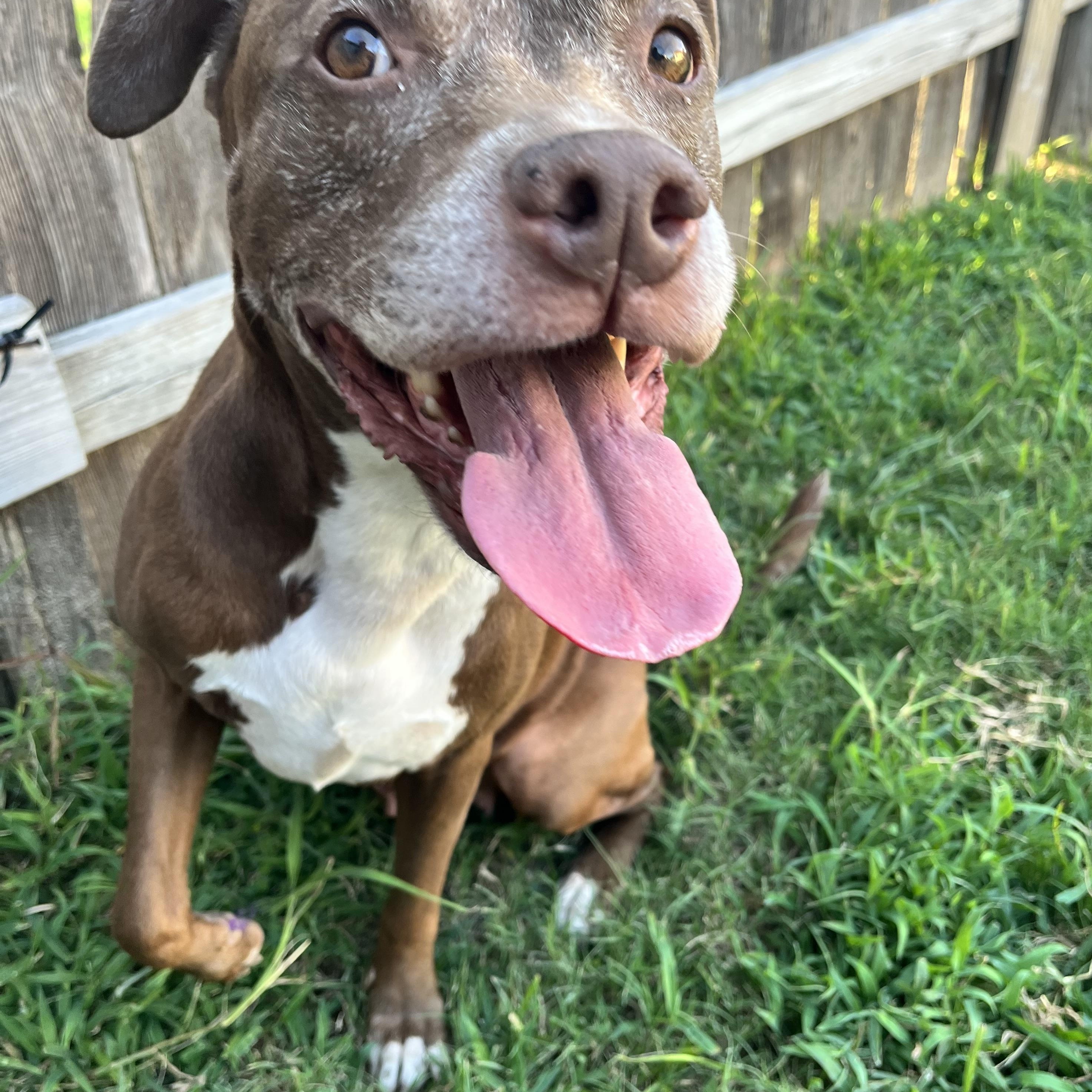 Sienna, a Adoptable American Staffordshire Terrier in Alden, NY image 6/6