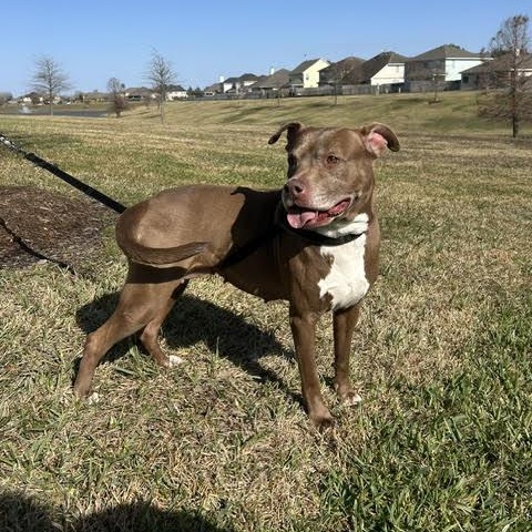 Sienna, Adoptable, Adult Female American Staffordshire Terrier.