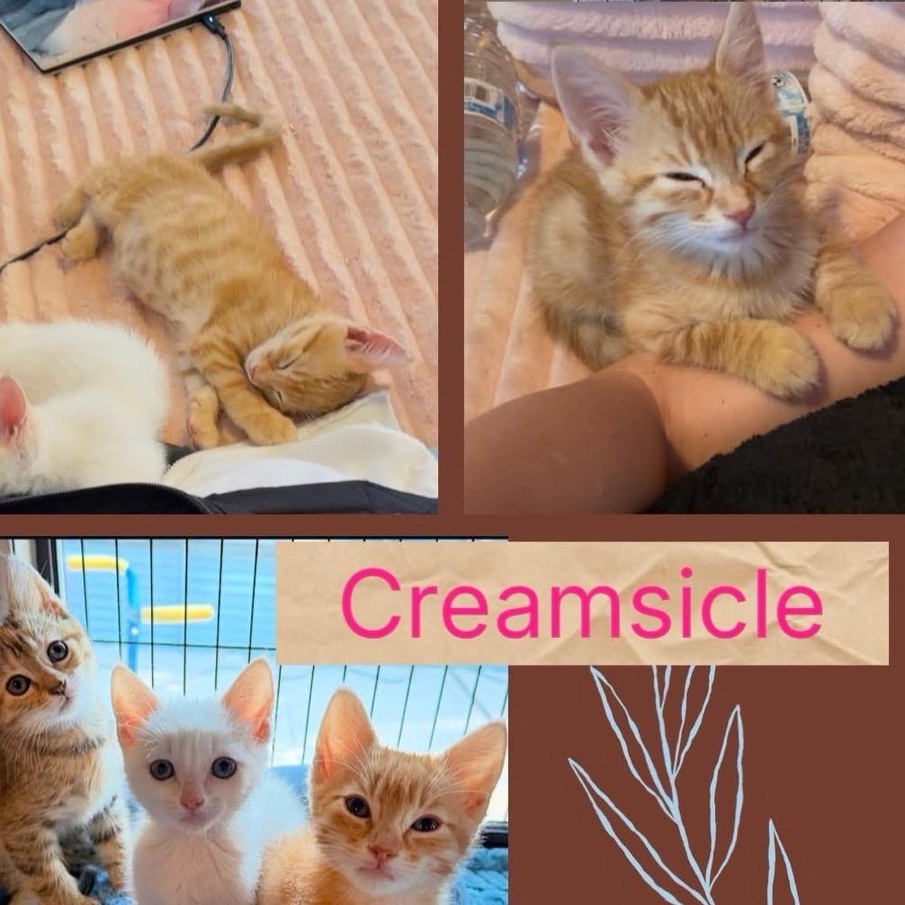 Creamsicle, Adoptable, Kitten Male Domestic Short Hair.