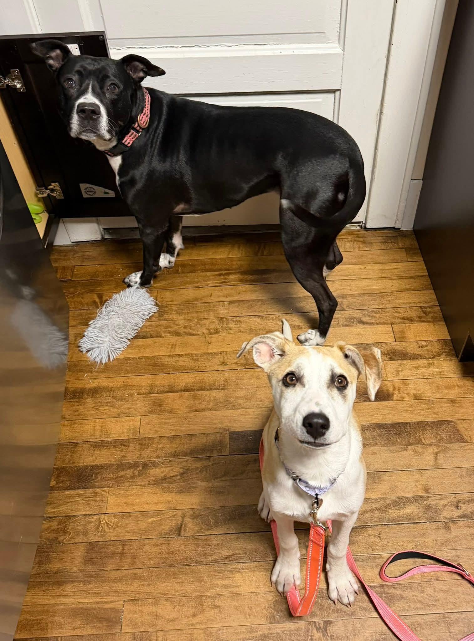 Enlarge ROSE  $425, a ADOPTABLE mixed breed in Milwaukee, WI image 6/6