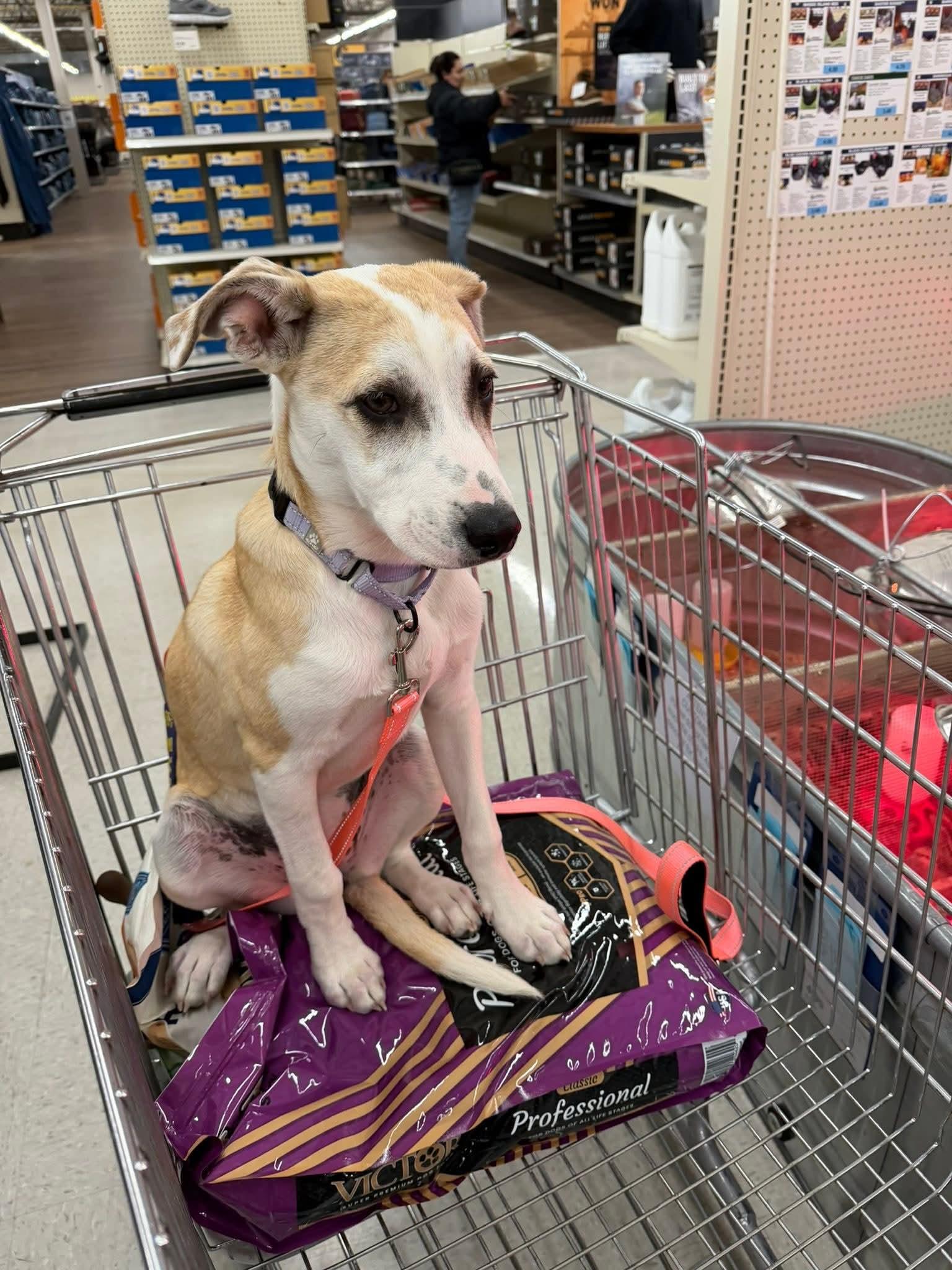 Enlarge ROSE  $425, a ADOPTABLE mixed breed in Milwaukee, WI image 4/6