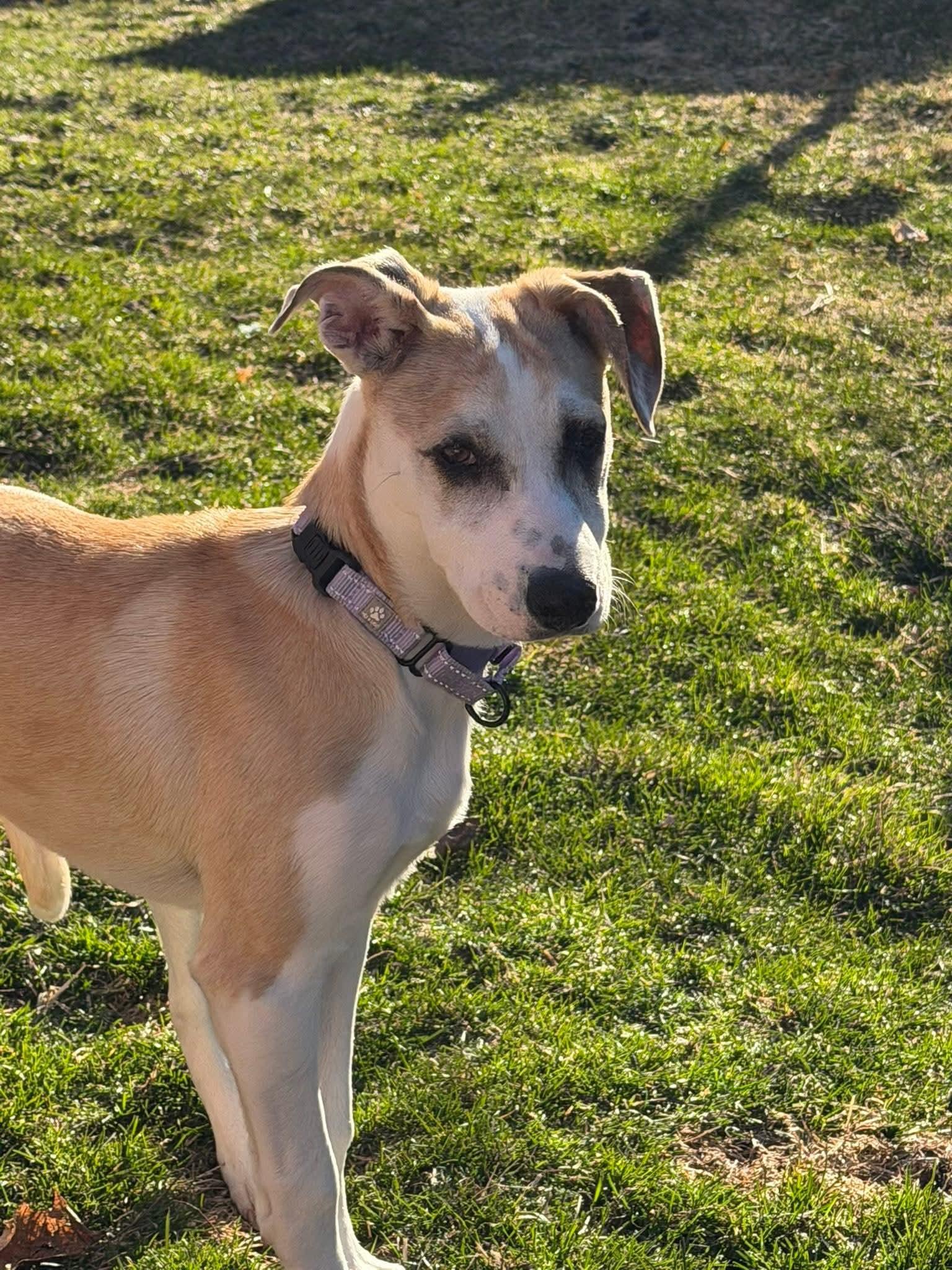 Enlarge ROSE  $425, a ADOPTABLE mixed breed in Milwaukee, WI image 3/6