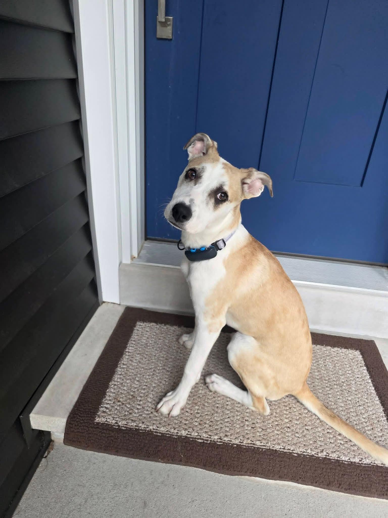 Enlarge ROSE  $425, a ADOPTABLE mixed breed in Milwaukee, WI image 2/6