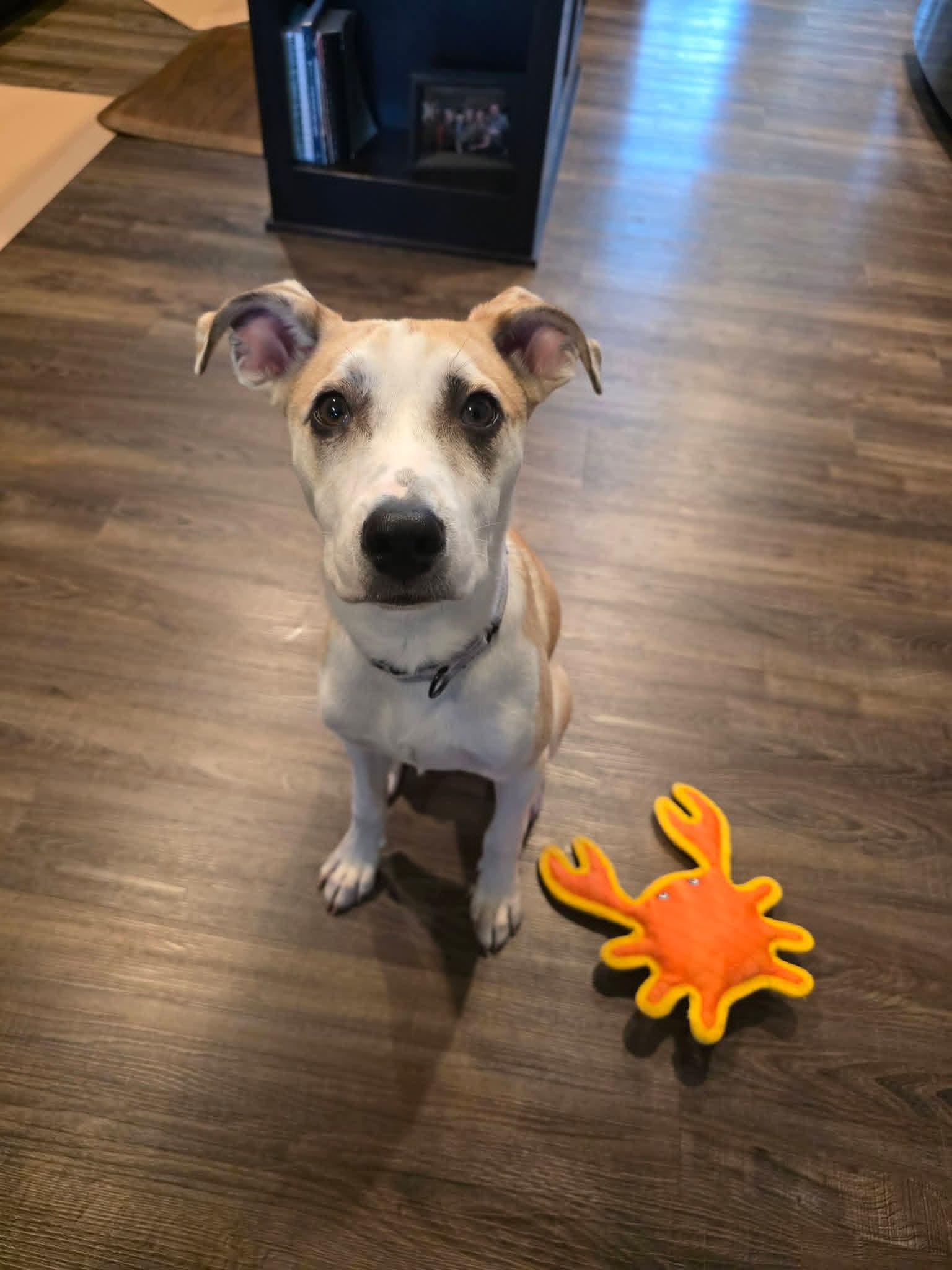 Enlarge ROSE  $425, a ADOPTABLE mixed breed in Milwaukee, WI image 1/6