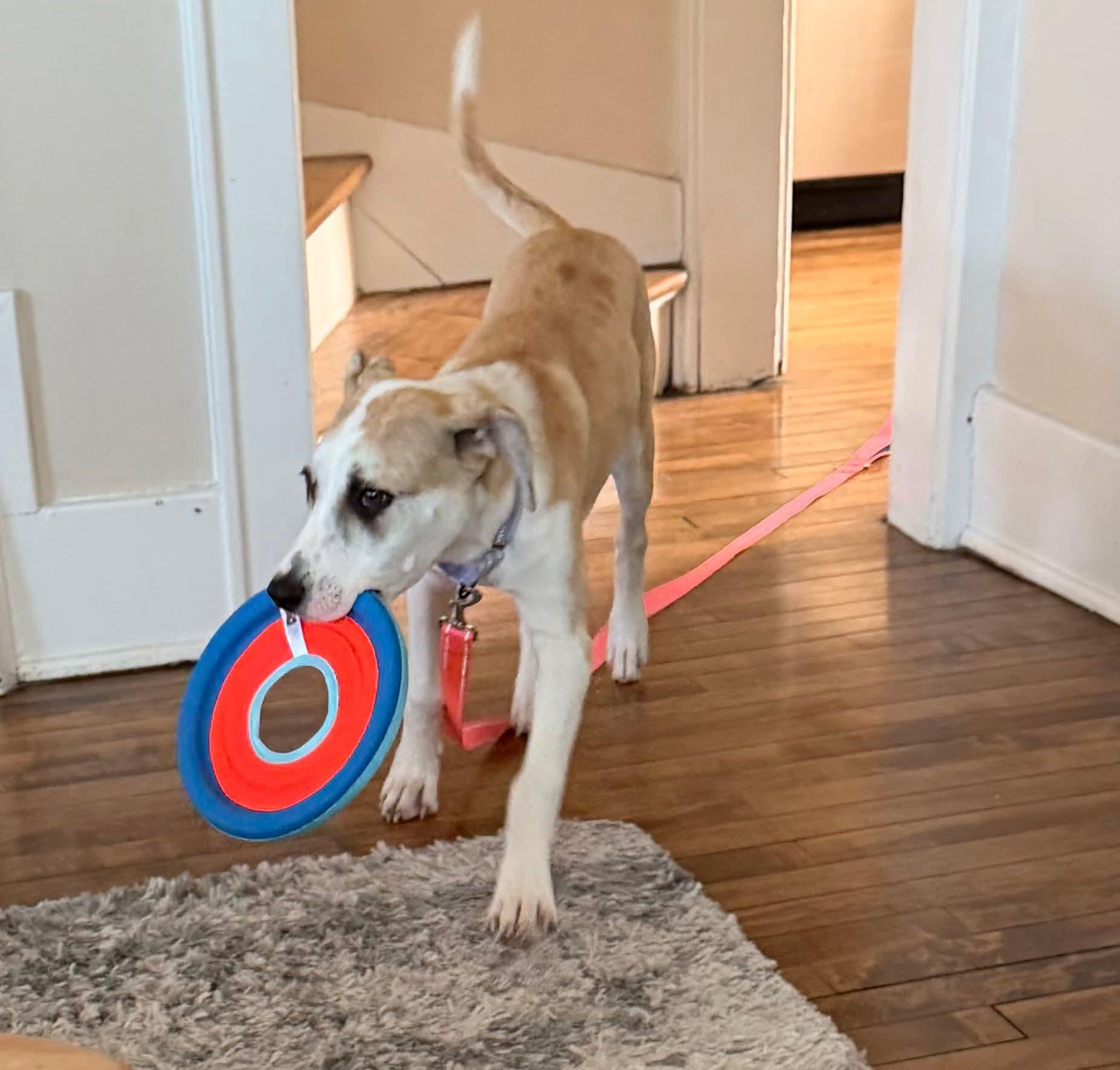 Enlarge ROSE  $425, a ADOPTABLE mixed breed in Milwaukee, WI image 5/6