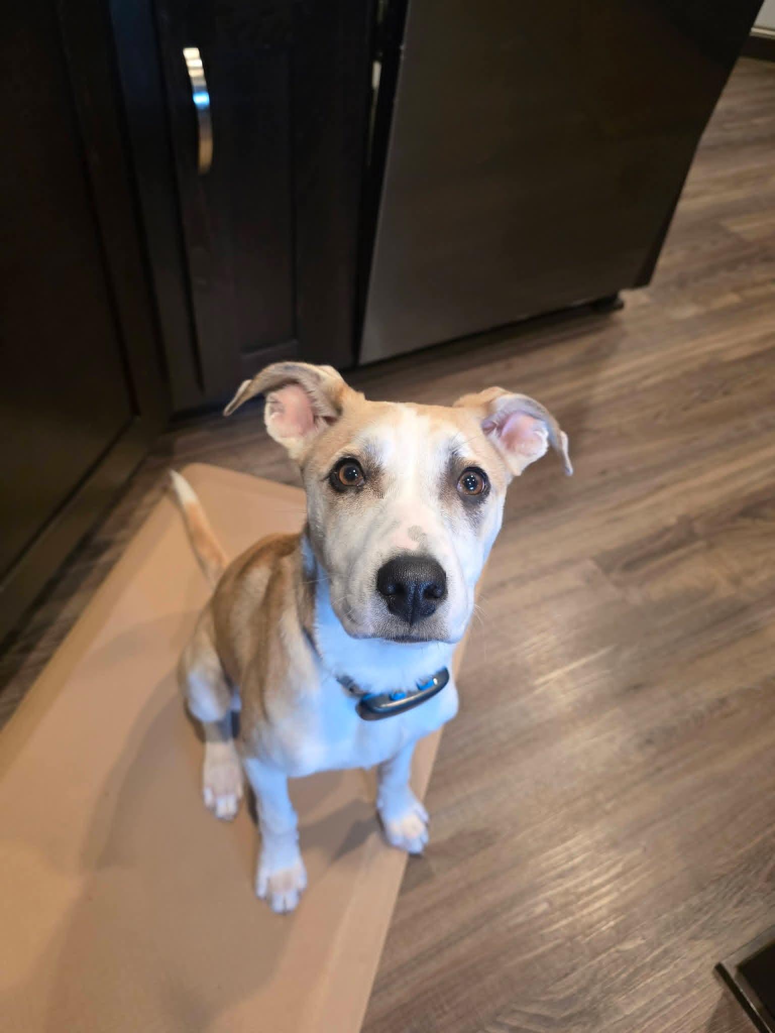 Enlarge ROSE  $425, a ADOPTABLE mixed breed in Milwaukee, WI image 5/6