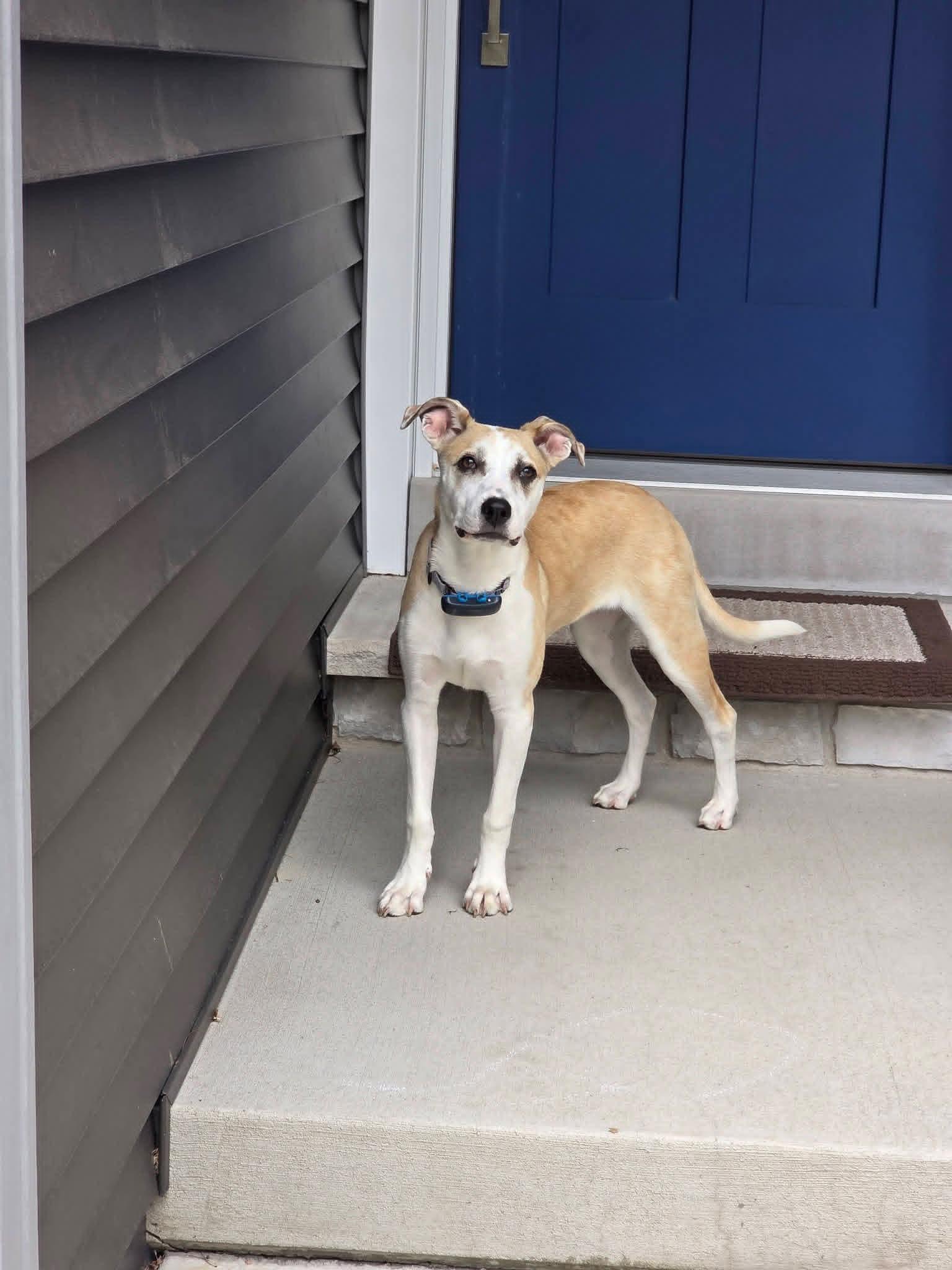 Enlarge ROSE  $425, a ADOPTABLE mixed breed in Milwaukee, WI image 6/6