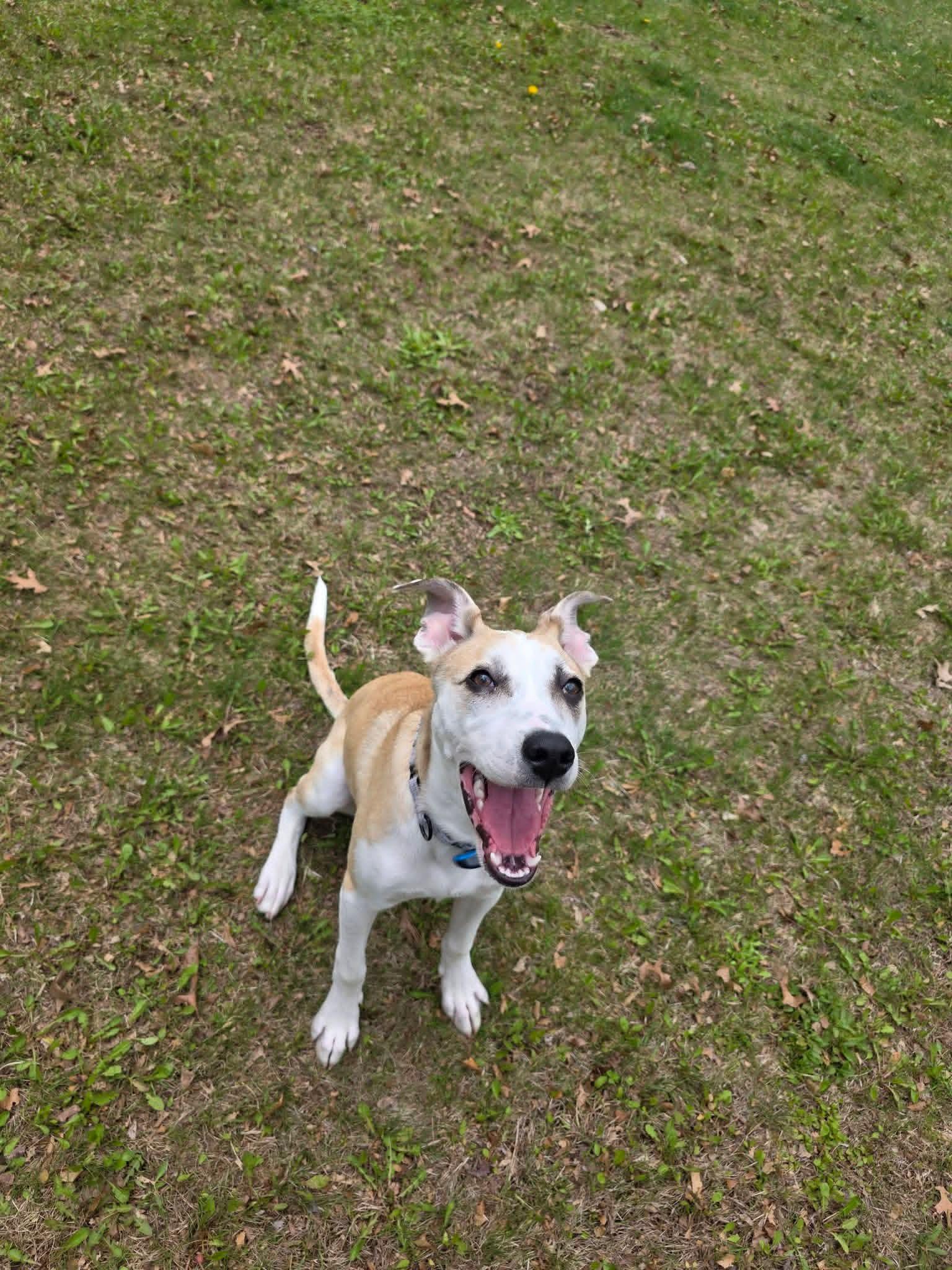 Enlarge ROSE  $425, a ADOPTABLE mixed breed in Milwaukee, WI image 4/6