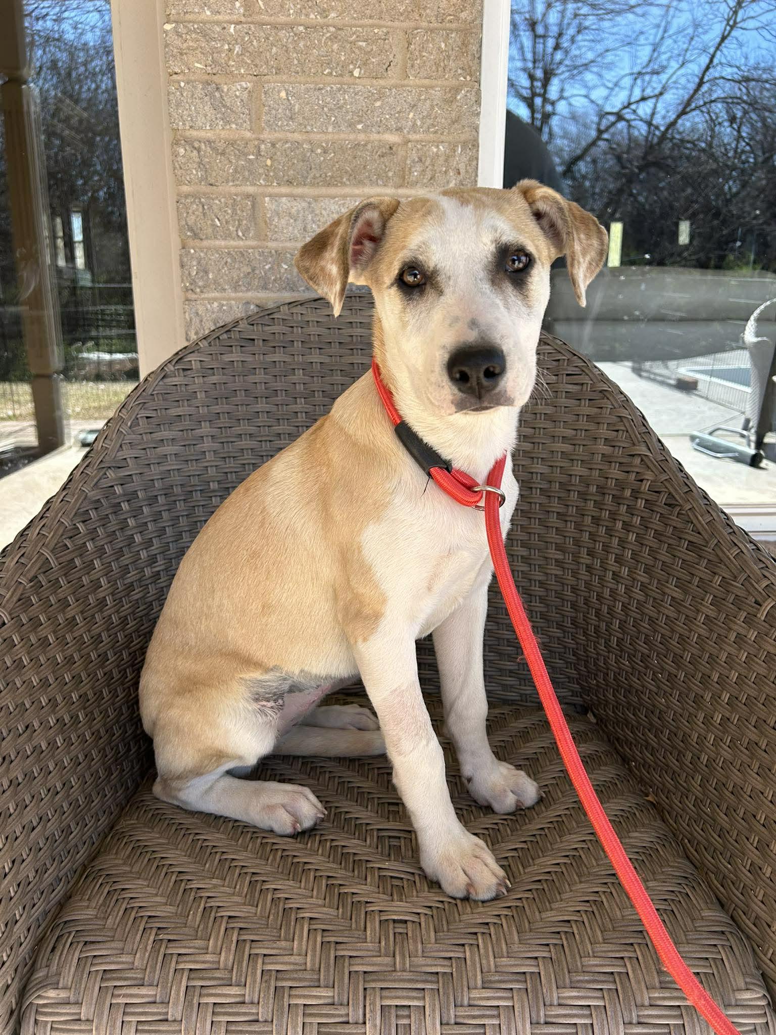 Enlarge ROSE  $425, a ADOPTABLE mixed breed in Milwaukee, WI image 2/6