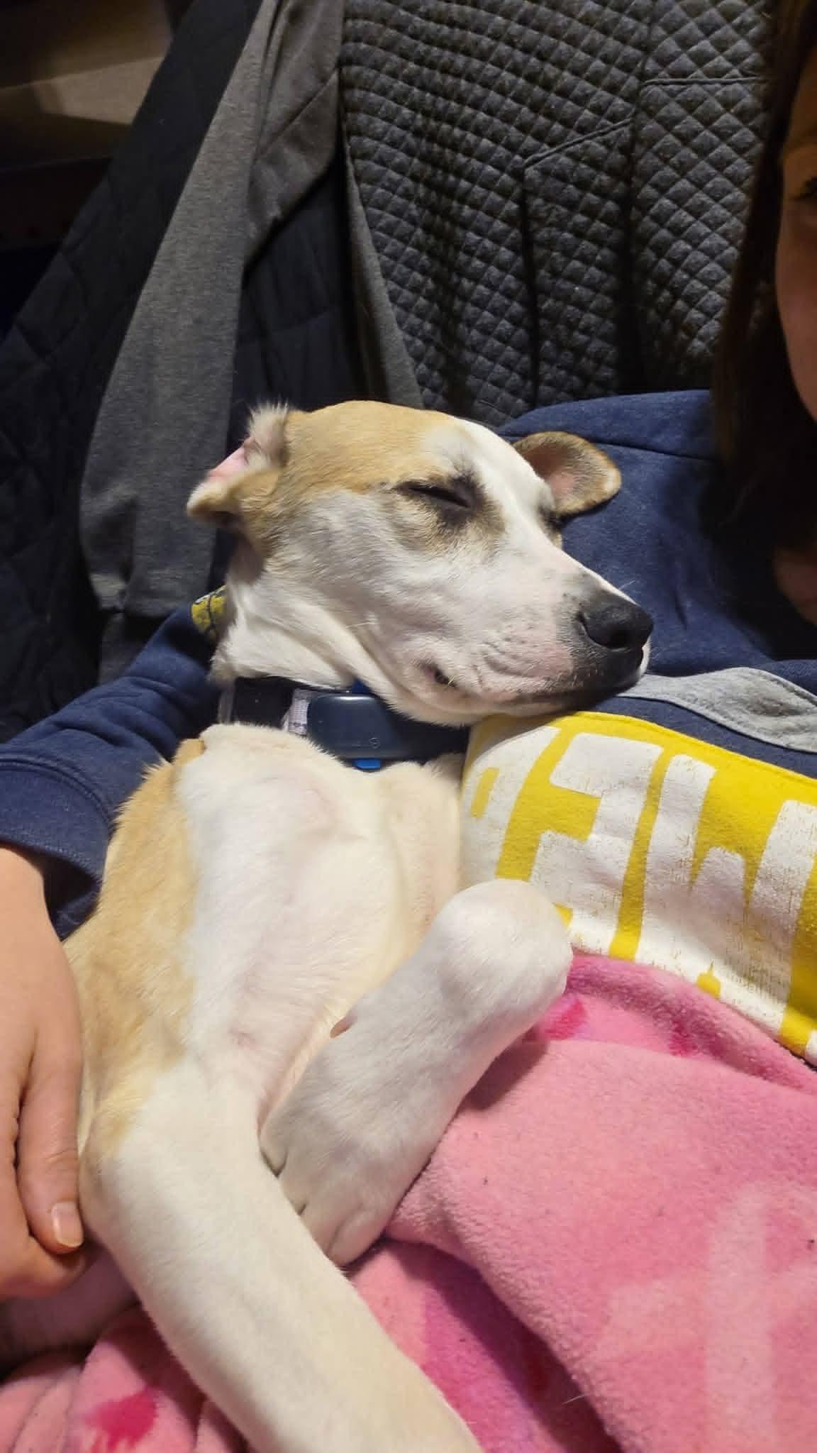 Enlarge ROSE  $425, a ADOPTABLE mixed breed in Milwaukee, WI image 3/6