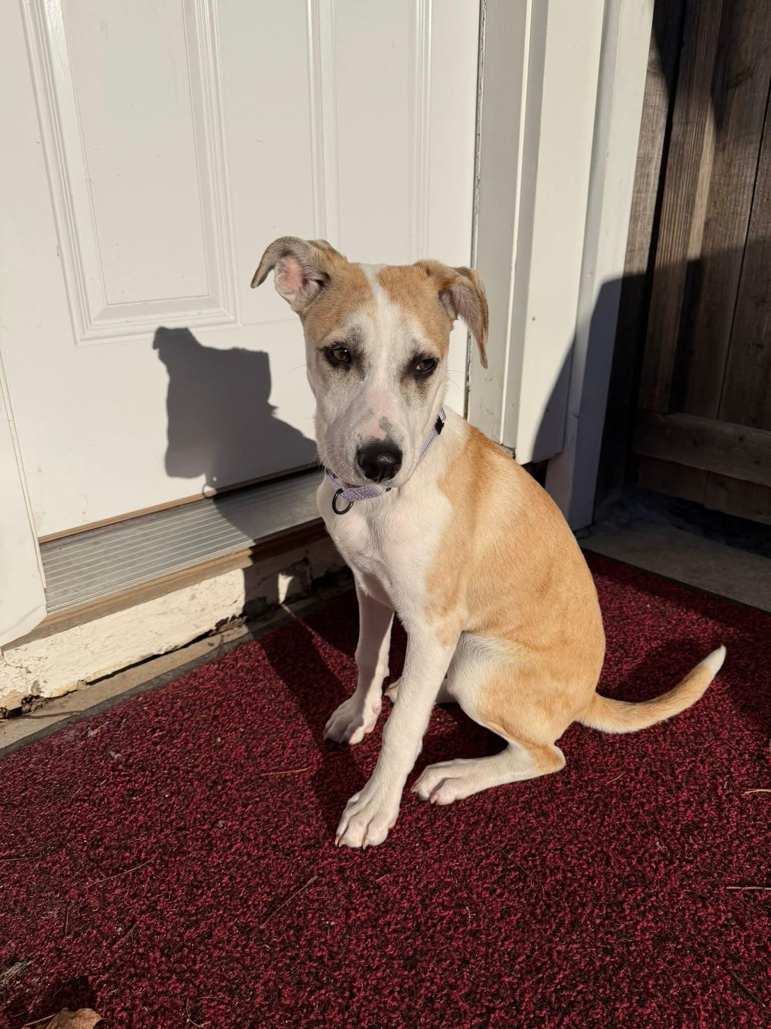 Enlarge ROSE  $425, a ADOPTABLE mixed breed in Milwaukee, WI image 1/6