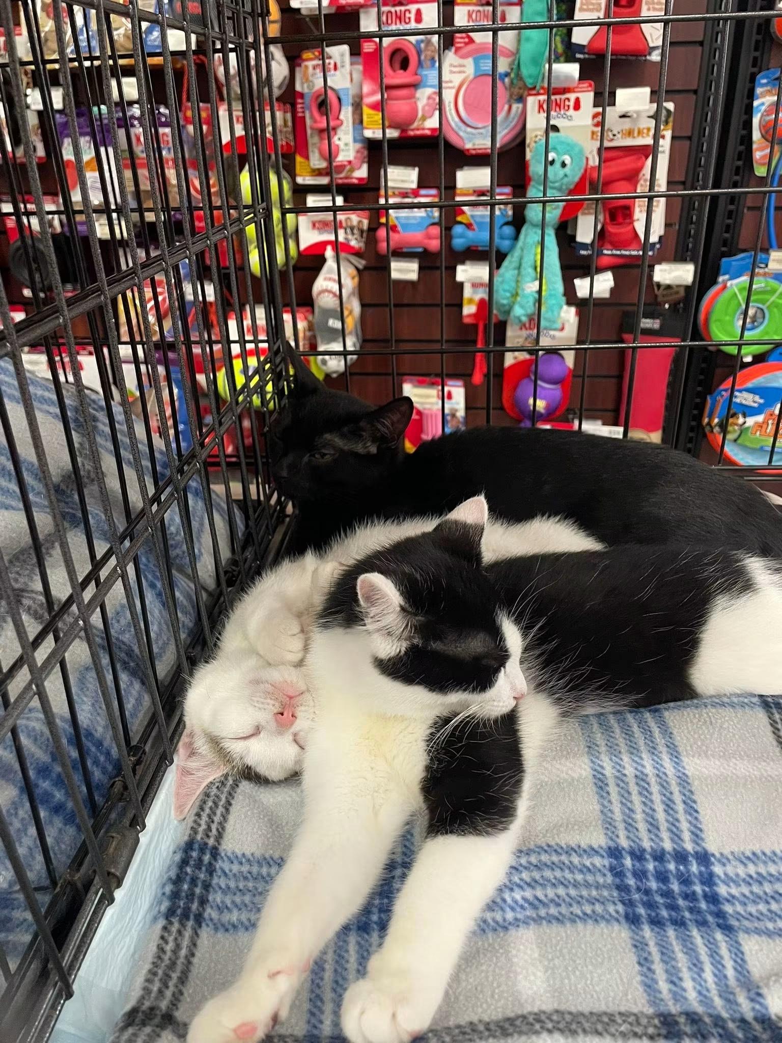Enlarge Tuxie, an adopted Domestic Short Hair in Pompton Lakes, NJ image 2/3