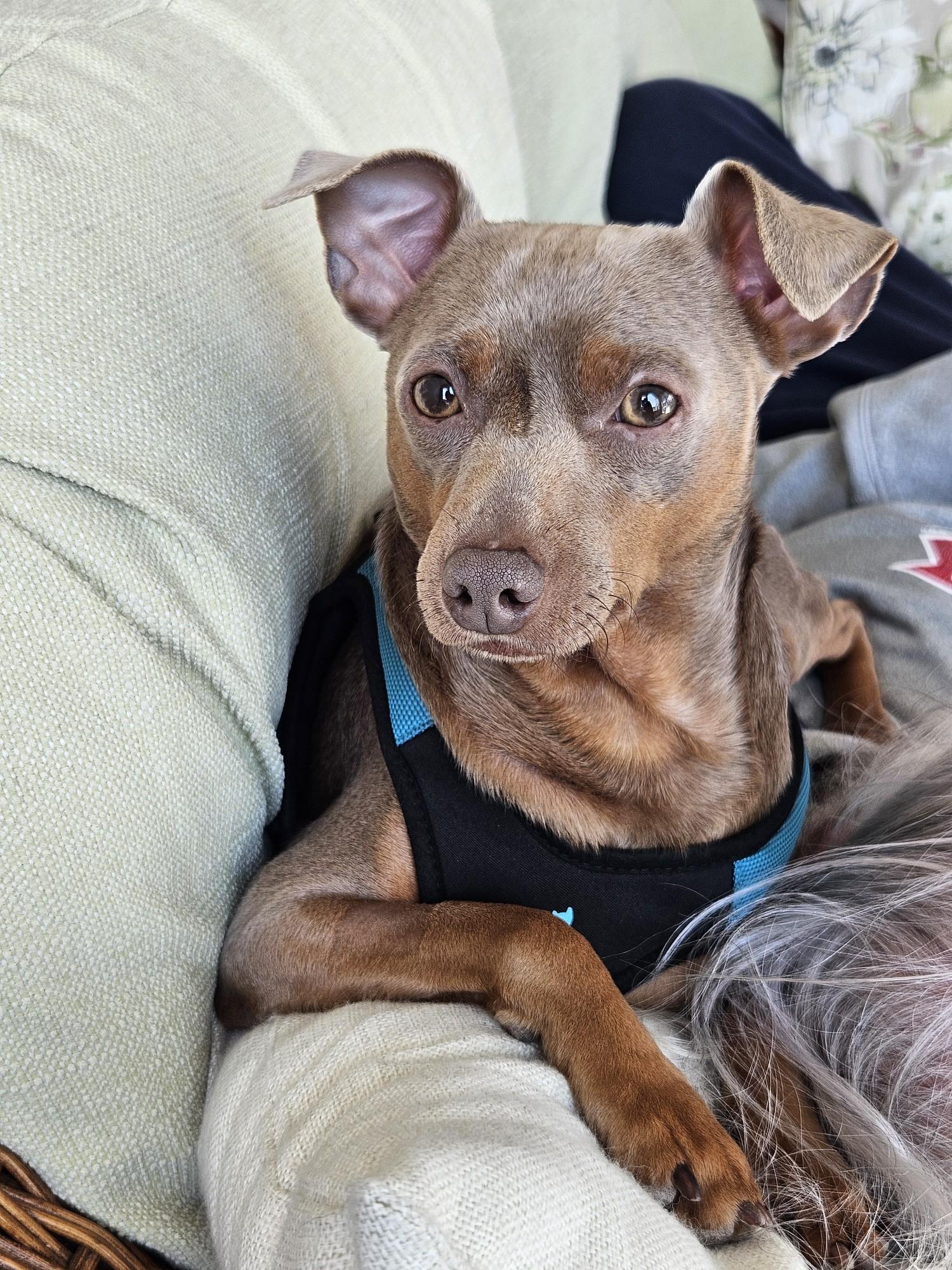 Enlarge BoBo, a ADOPTABLE Miniature Pinscher in Norfolk, VA image 3/4