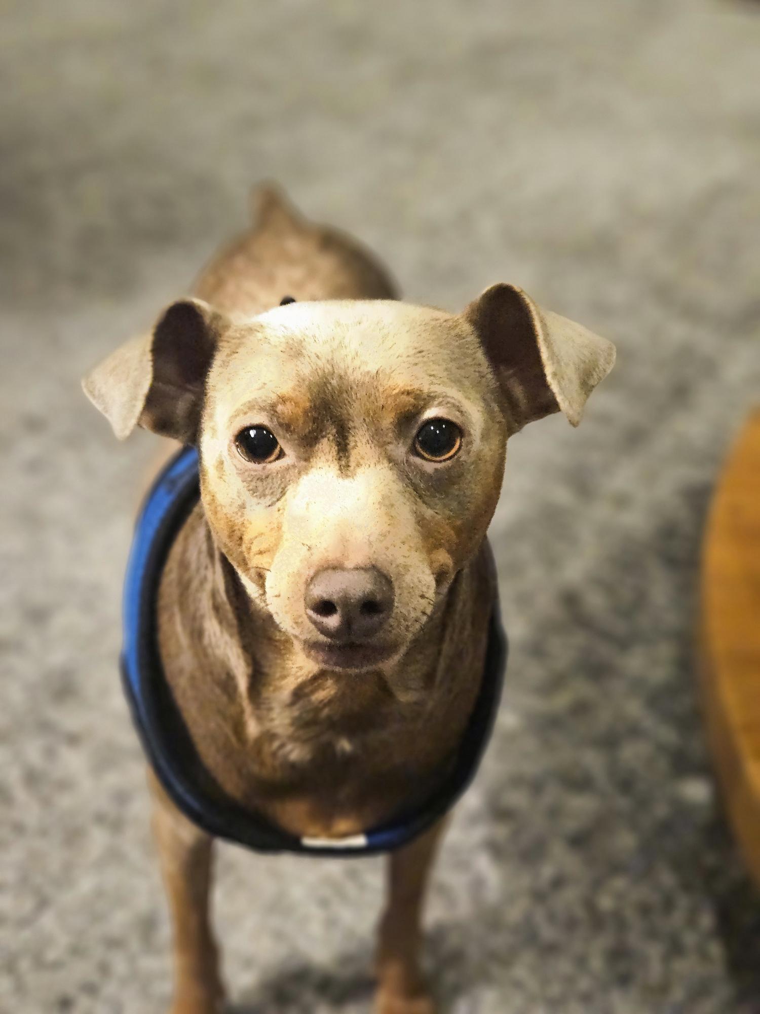 Enlarge BoBo, a ADOPTABLE Miniature Pinscher in Norfolk, VA image 4/4