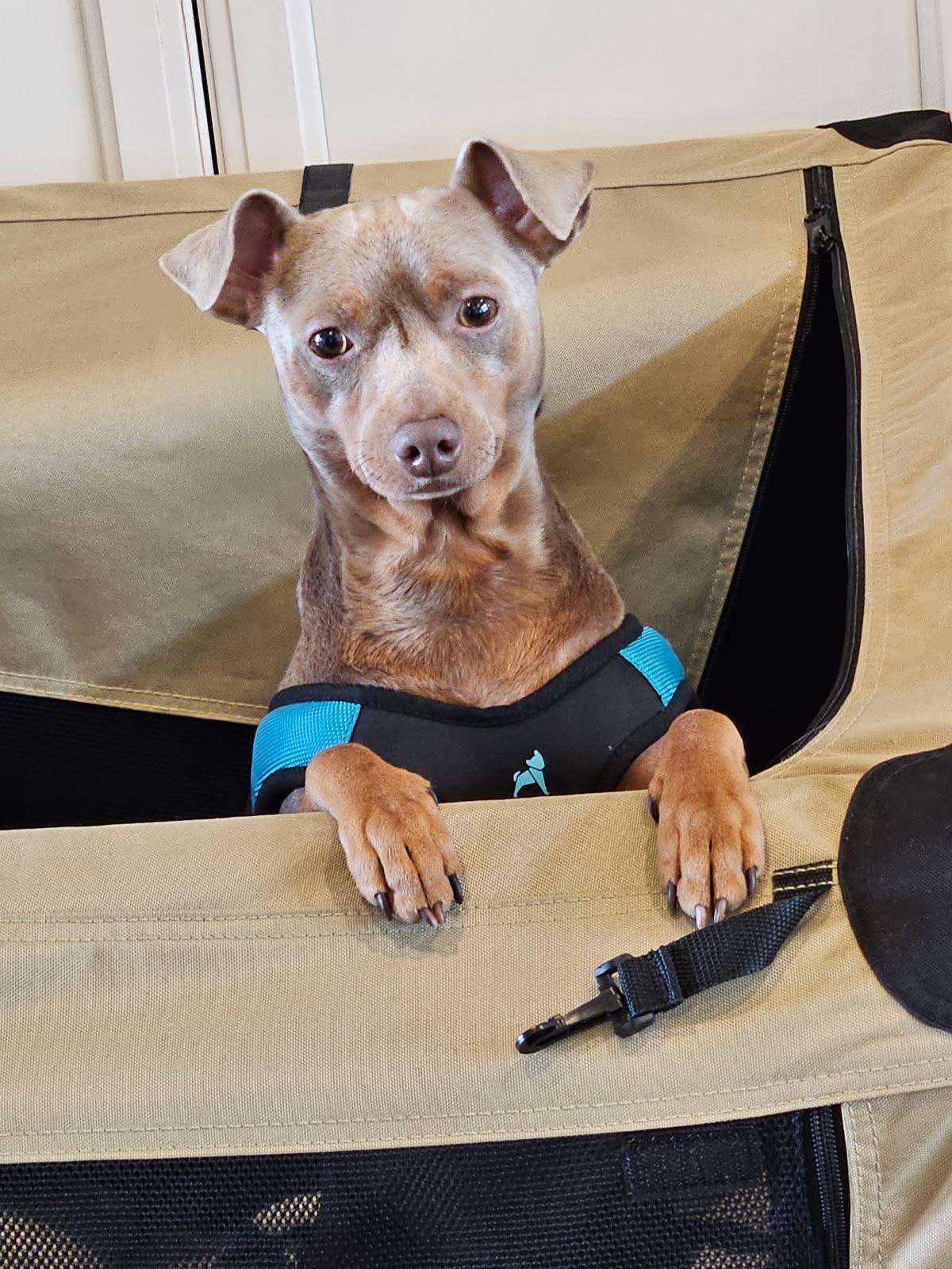 Enlarge BoBo, a ADOPTABLE Miniature Pinscher in Norfolk, VA image 1/4