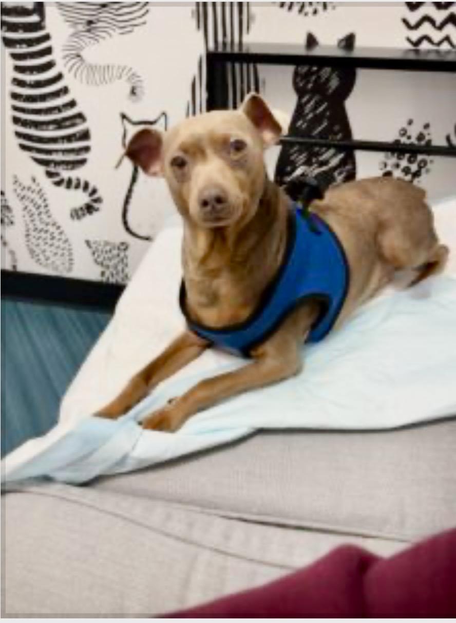 BoBo, ADOPTABLE, Adult Male Miniature Pinscher.