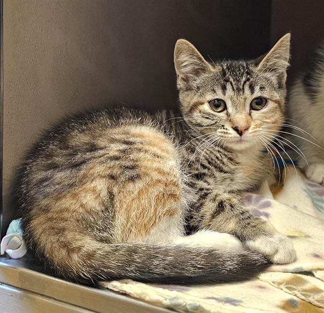 SONJA, Adoptable, Kitten Female Domestic Short Hair.