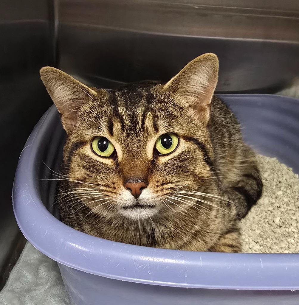 Snickers, Adoptable, Young Male Domestic Short Hair.