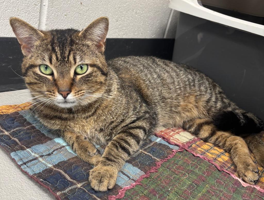 Enlarge Snickers, a Adoptable mixed breed in Greeneville, TN image 2/2