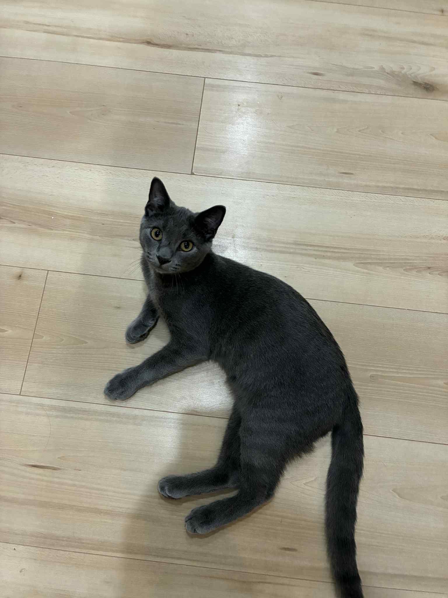 Enlarge Ashe and Hammy, a Adoptable Russian Blue in Charlotte, NC image 4/6