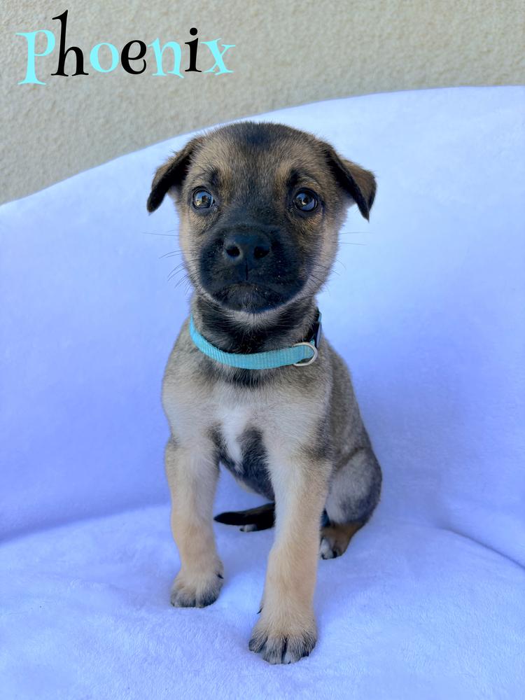 Phoenix, Adoptable, Puppy Male German Shepherd Dog.