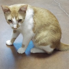 Bruiser, an adoptable Tabby in Green Valley, AZ, 85614 | Photo Image 3