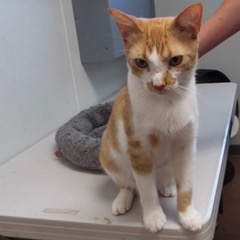 Bruiser, an adoptable Tabby in Green Valley, AZ, 85614 | Photo Image 2