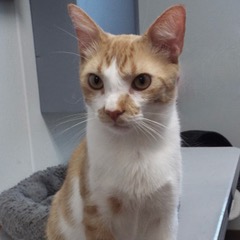 Bruiser, an adoptable Tabby in Green Valley, AZ, 85614 | Photo Image 1