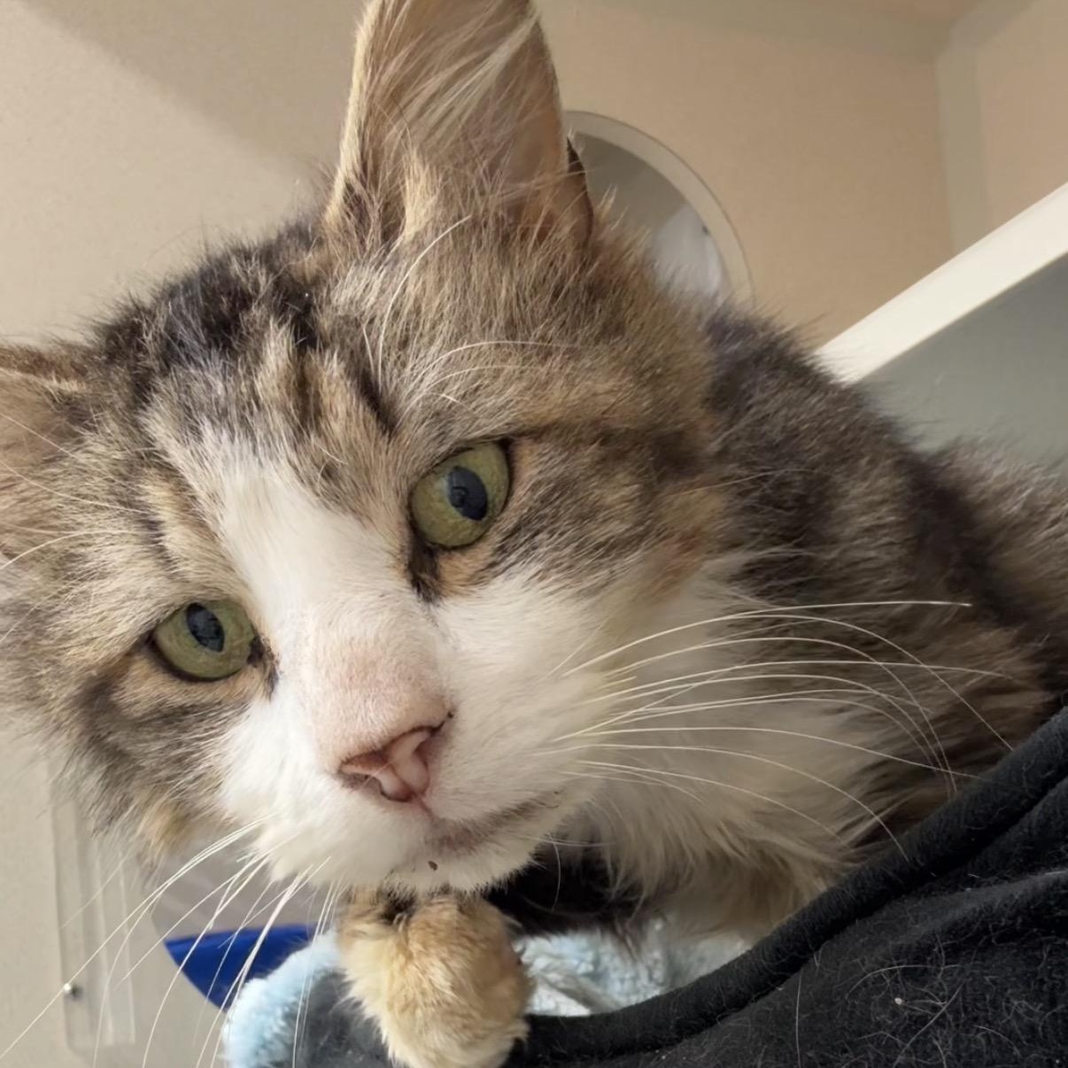 Enlarge Cheesecake Factory, a ADOPTABLE Domestic Medium Hair in Walnut Creek, CA image 5/6