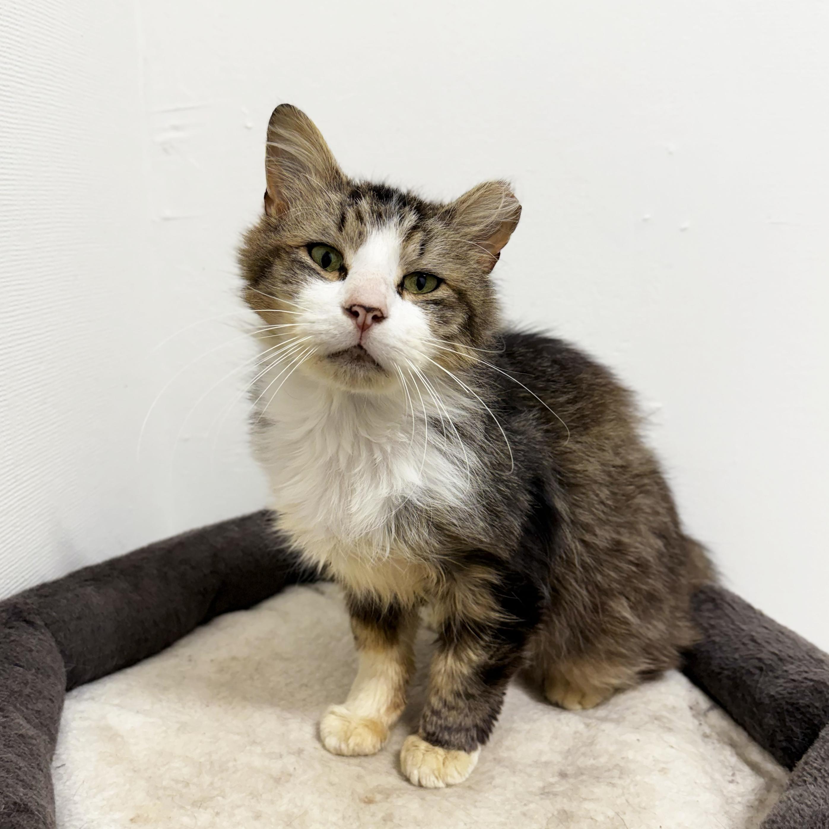 Enlarge Cheesecake Factory, a ADOPTABLE Domestic Medium Hair in Walnut Creek, CA image 2/6