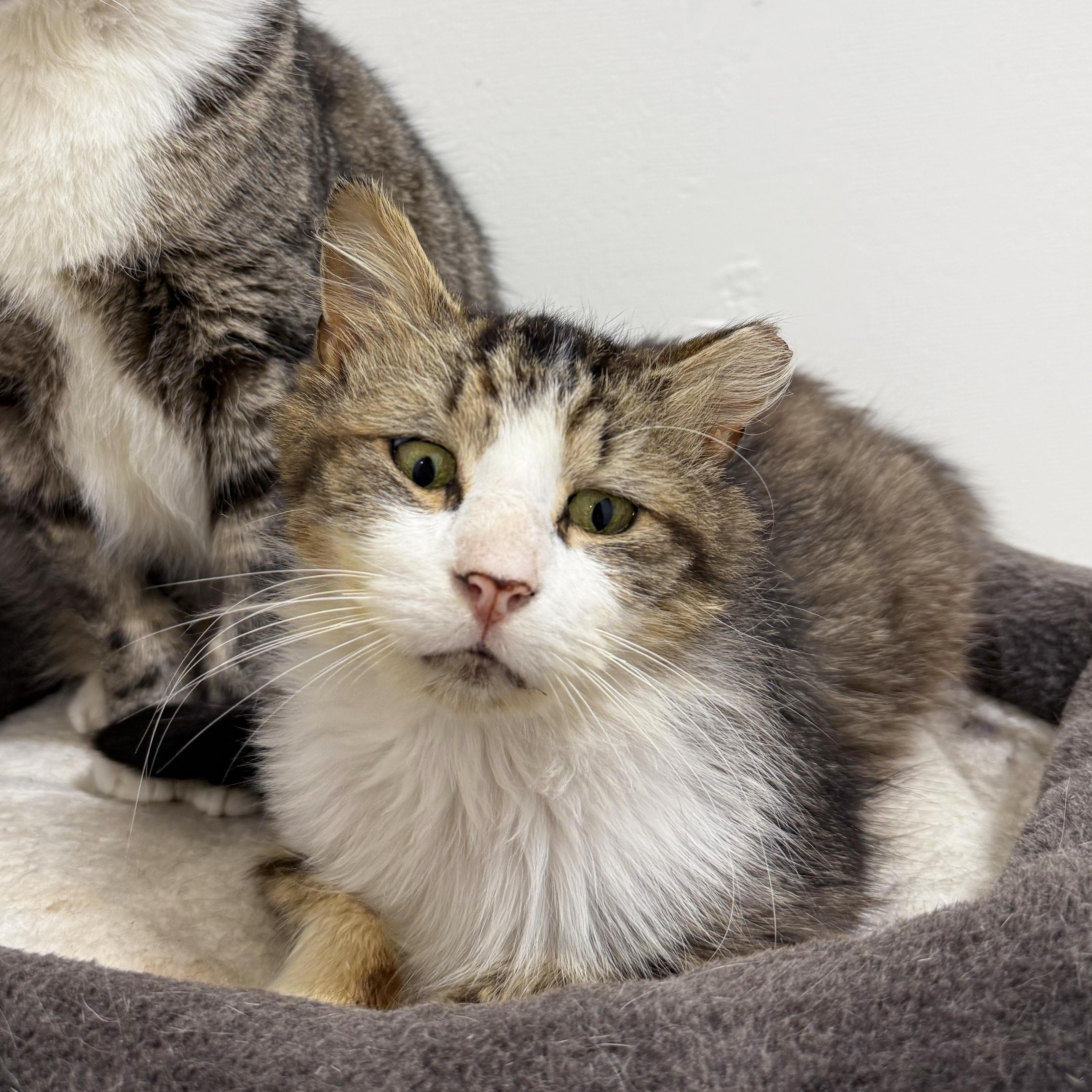 Enlarge Cheesecake Factory, a ADOPTABLE Domestic Medium Hair in Walnut Creek, CA image 3/6