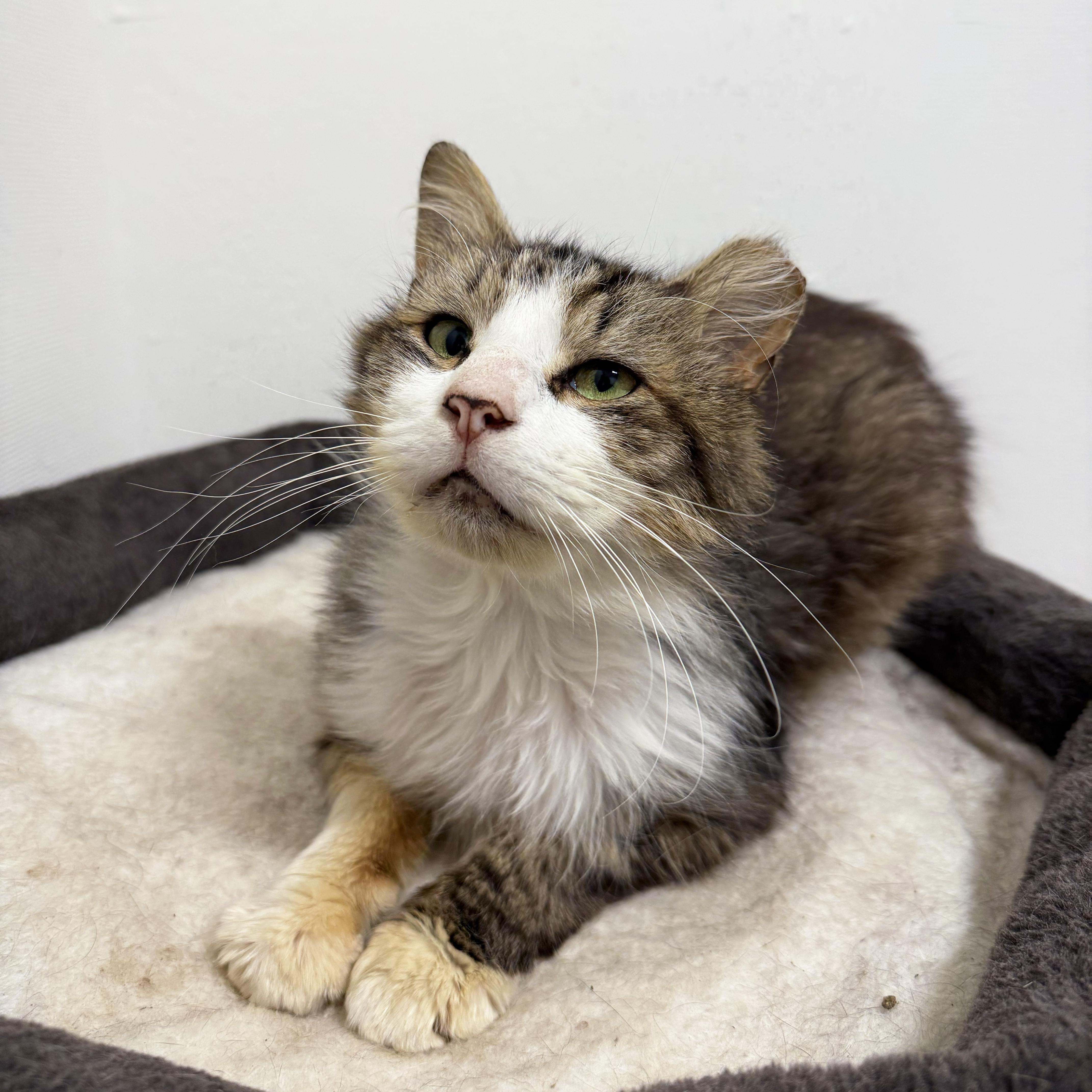 Enlarge Cheesecake Factory, a ADOPTABLE Domestic Medium Hair in Walnut Creek, CA image 4/6