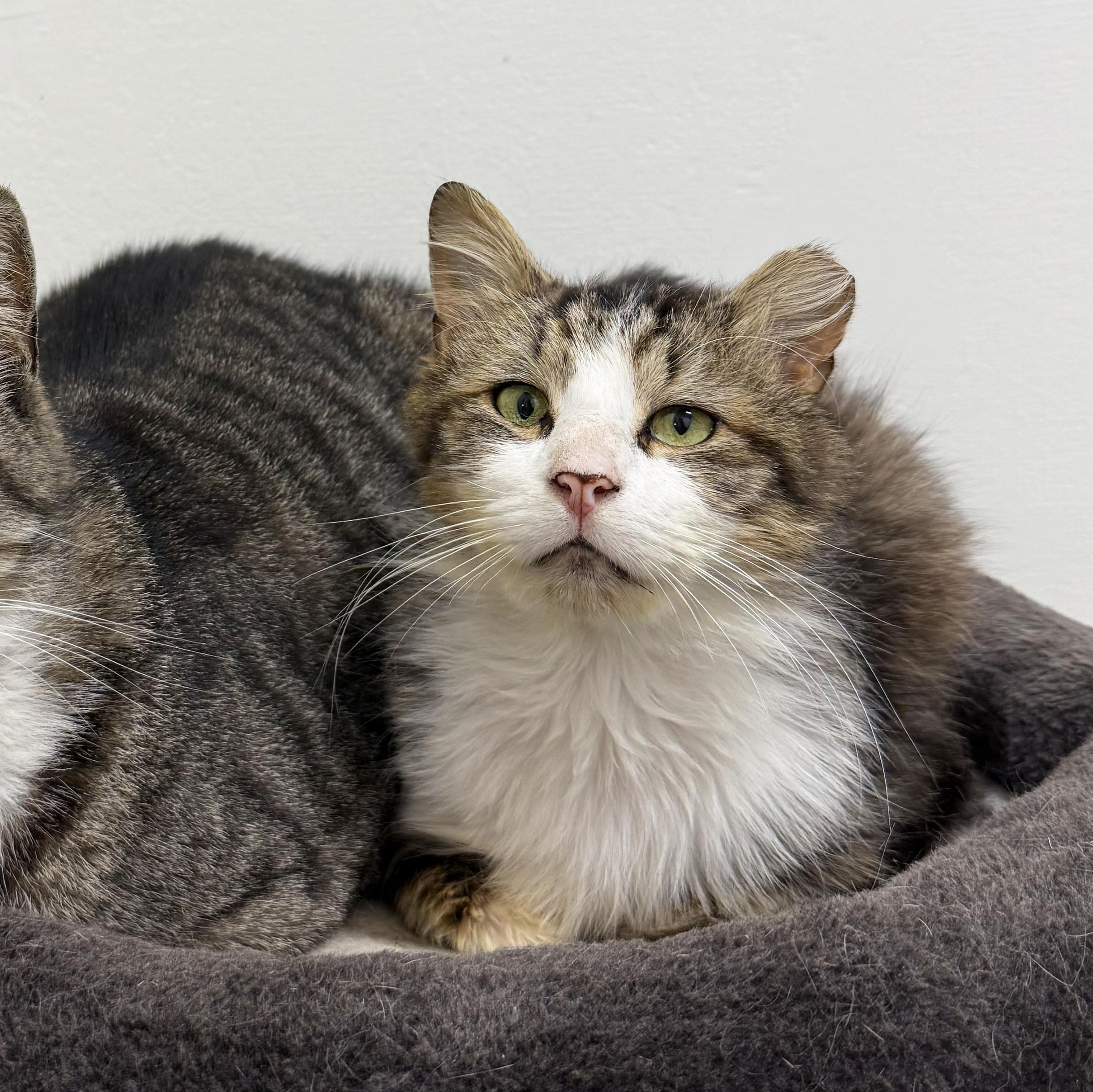 Cheesecake Factory, ADOPTABLE, Senior Male Domestic Medium Hair.