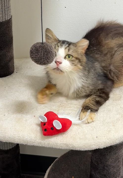 Enlarge Cheesecake Factory, a ADOPTABLE Domestic Medium Hair in Walnut Creek, CA video 6/6