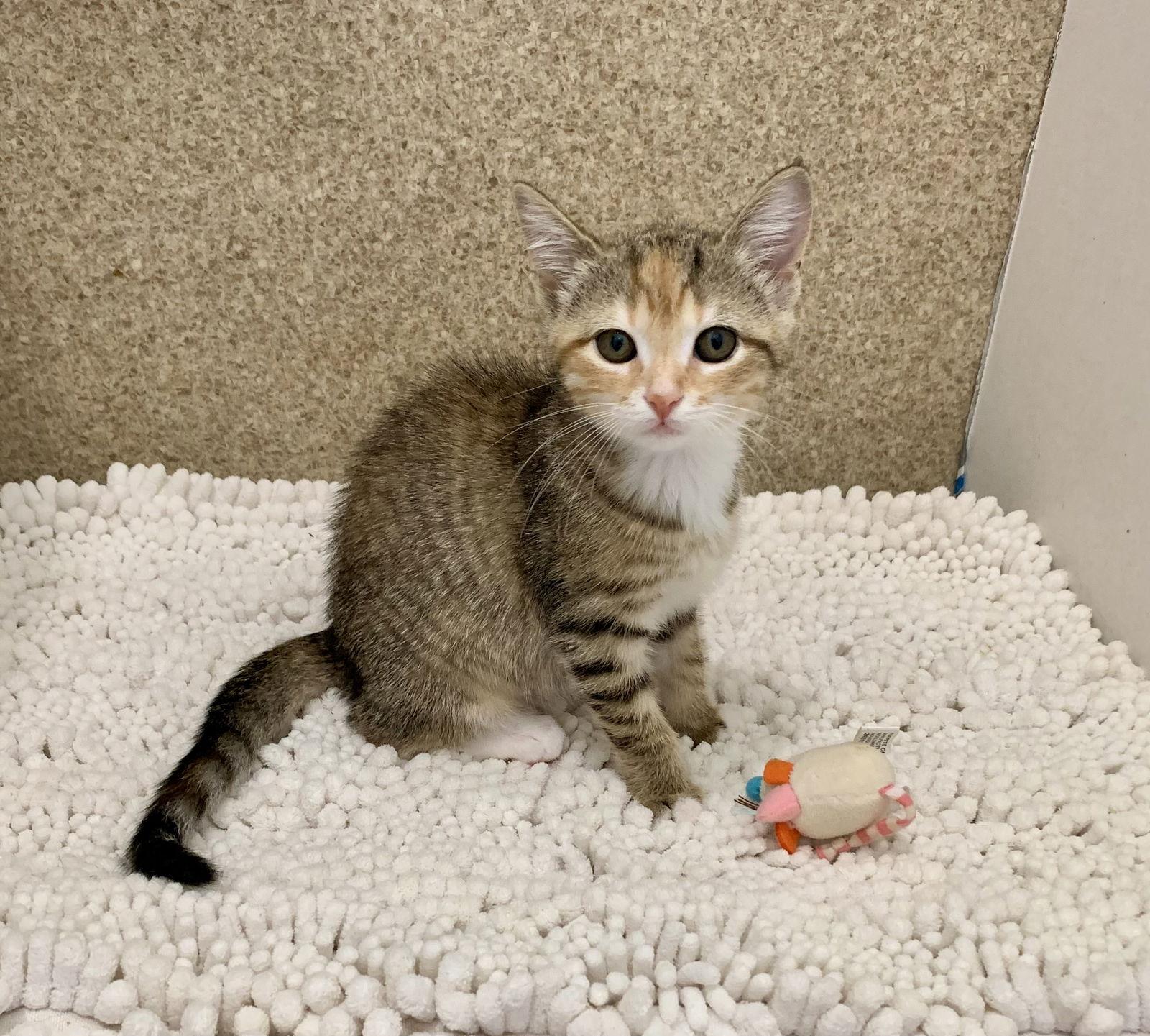 Enlarge Gloria, a Adopted mixed breed in Mc Cormick, SC image 1/3