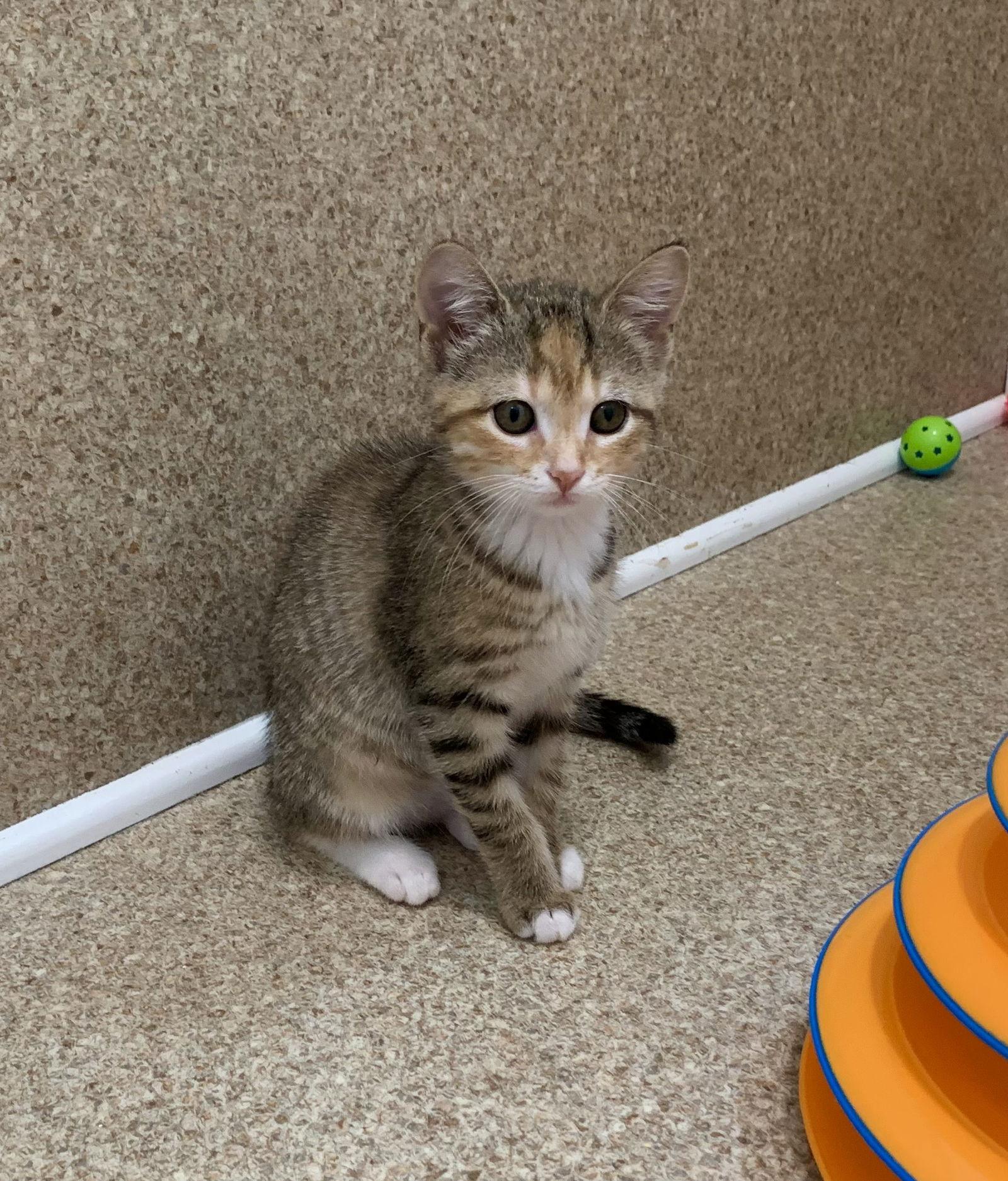 Enlarge Gloria, a Adopted mixed breed in Mc Cormick, SC image 2/3