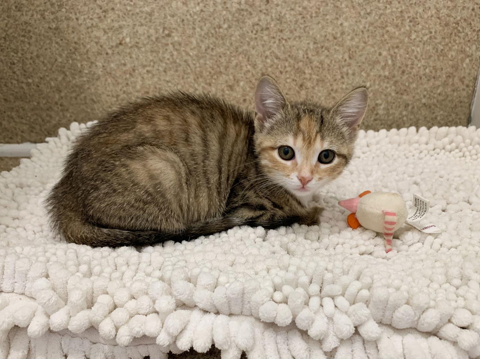 Enlarge Gloria, a Adopted mixed breed in Mc Cormick, SC image 3/3