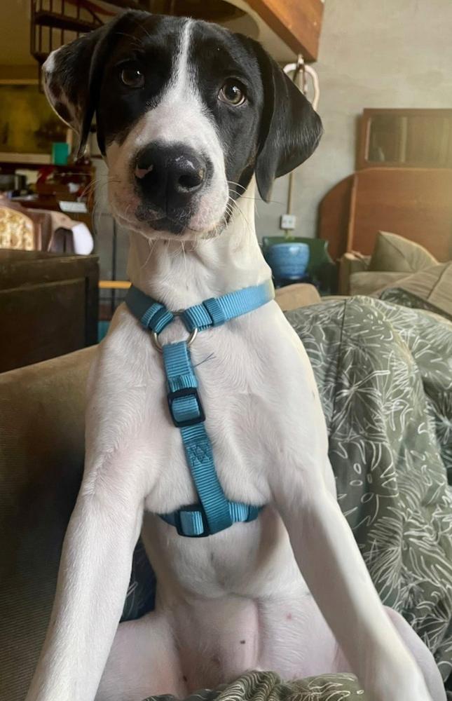 Happy, Adoptable, Puppy Male Foxhound & American Staffordshire Terrier.