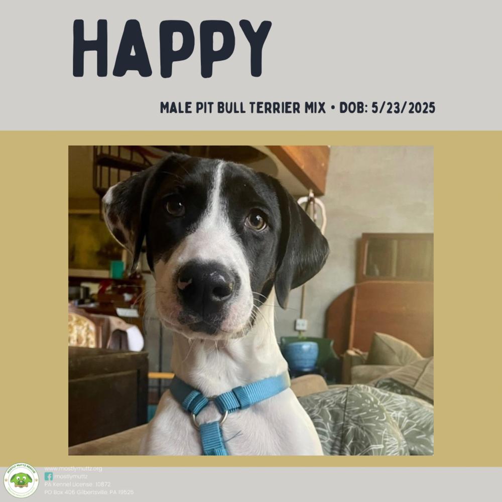 Enlarge Happy, a Adoptable mixed breed in Pottstown, PA image 2/6