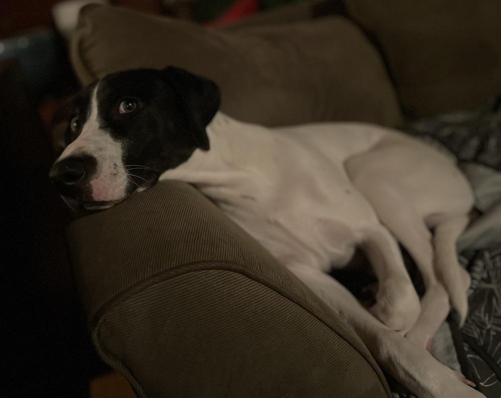 Happy, a Adoptable mixed breed in Pottstown, PA image 1/6