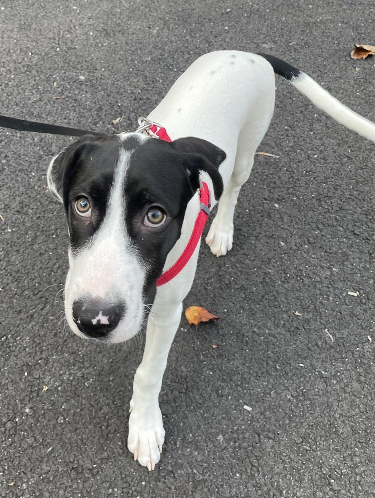 Enlarge Happy, a Adoptable mixed breed in Pottstown, PA image 3/6