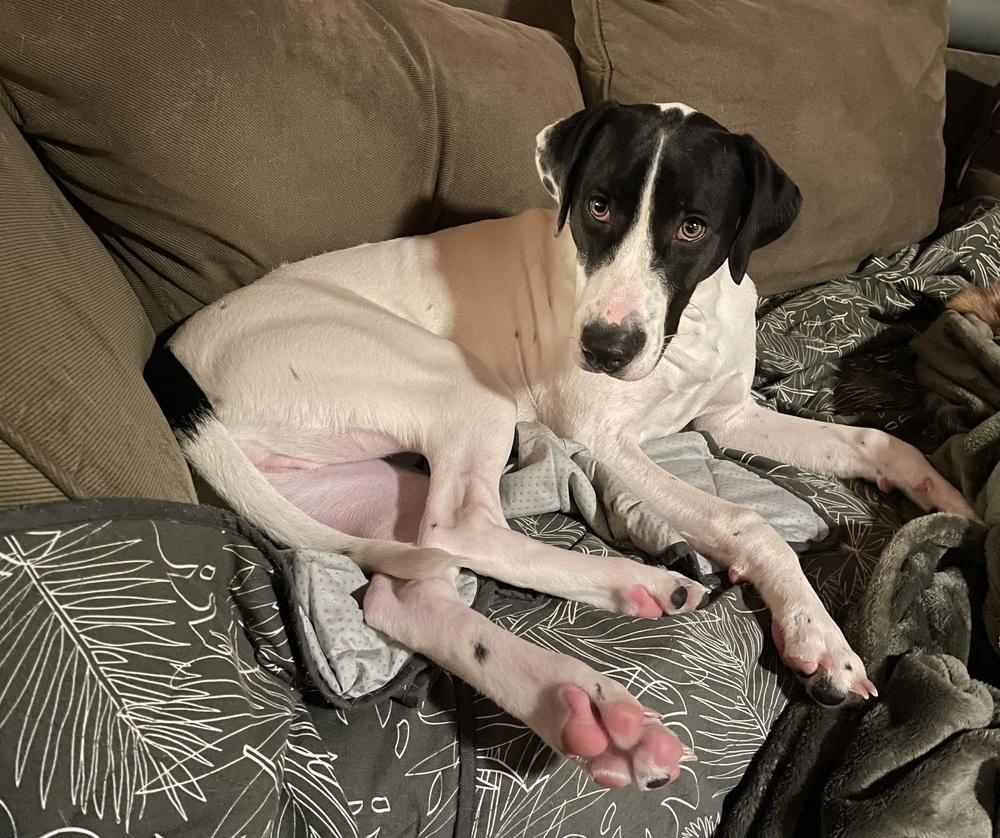 Happy, a Adoptable mixed breed in Pottstown, PA image 2/6