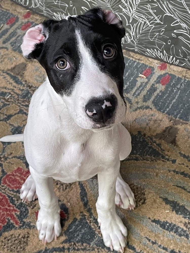 Enlarge Happy, a Adoptable mixed breed in Pottstown, PA image 4/6