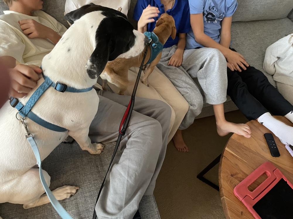 Happy, a Adoptable mixed breed in Pottstown, PA image 4/6