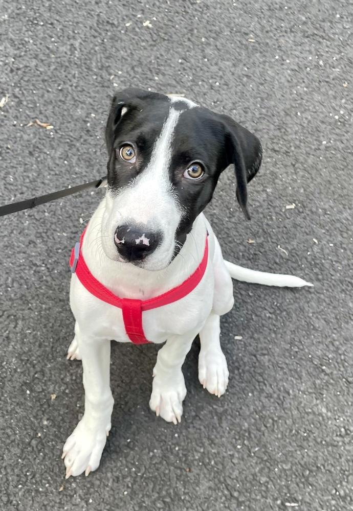 Enlarge Happy, a Adoptable mixed breed in Pottstown, PA image 5/6