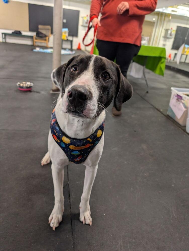 Happy, a Adoptable mixed breed in Pottstown, PA image 5/6